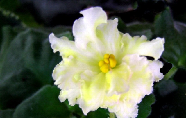 Фиалка Mellow Yellow