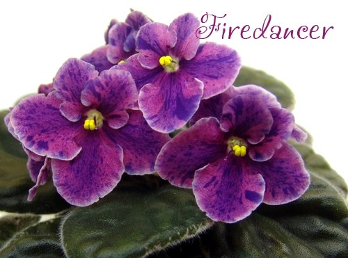 Firedancer LLG