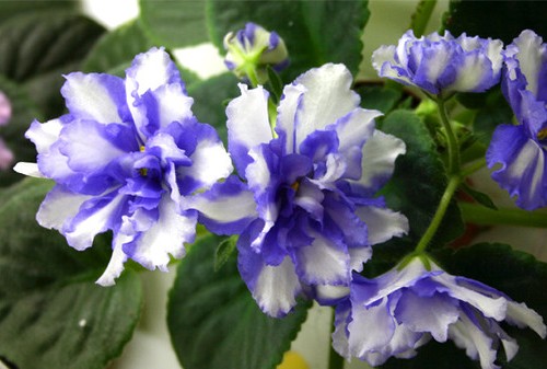 Neptune`s Thunder Sorano NEW