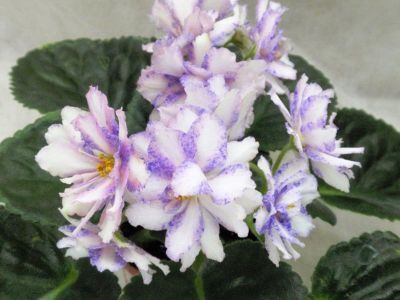 Rainbow`s Regal Riot Wasmund