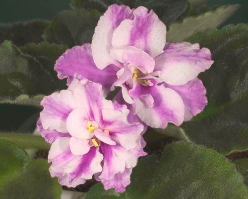 Suncoast Peppermint Kathy Williams