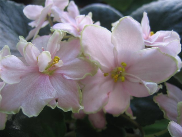 мои любимые фиалки