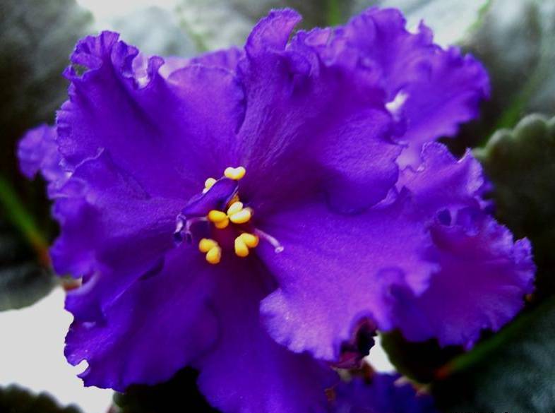 Огромные простые и п/м бахромчатые бархатные фиолетовые цветы стоят букетом на крепких цветоносах над тёмной выставочной розеткой. Очень красивый сорт!
