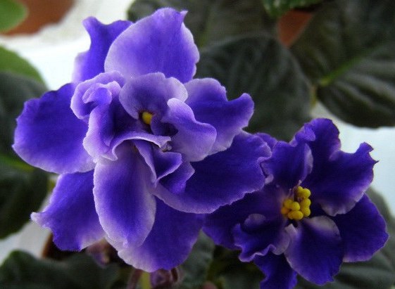  Очень крупные полумахровые светло-фиолетово-синие цветы с широкими белыми краями лепестков.