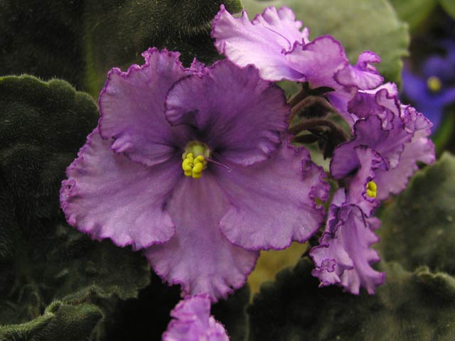 Крупные простые нежно-сиренево-лавандовые цветы с густой темно-фиолетовой бахромой по краям лепестков.