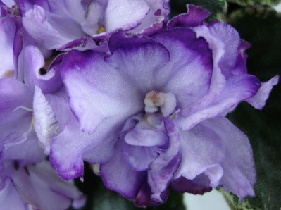 Цветок: полумахровый-махровый лавандовый кружевной, анютка/более темно-лавандовый до пурпурный, фэнтези. 